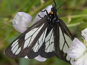 Gnophaela vermiculata