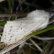 Spilosoma dubia