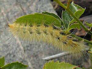 Spilosoma virginica