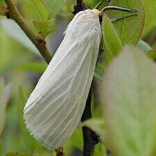 Cycnia oregonensis