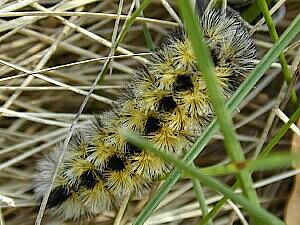 Ctenucha virginica