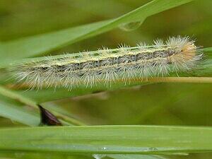 Cisseps fulvicollis