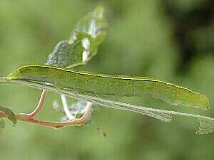 Scoliopteryx libatrix