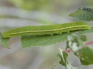 Scoliopteryx libatrix