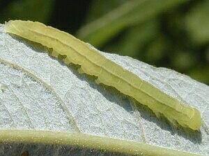 Scoliopteryx libatrix