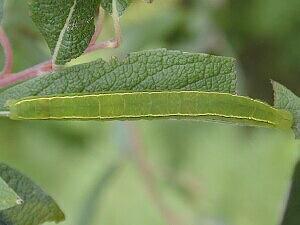 Scoliopteryx libatrix