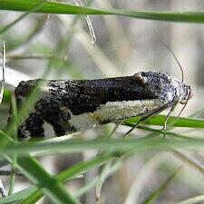 Tarache augustipennis