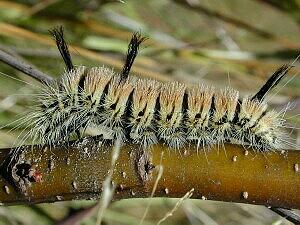 Acronicta insita