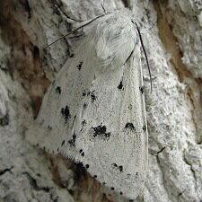 Acronicta vulpina