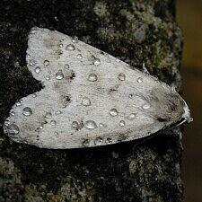 Acronicta innotata