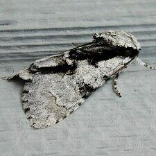 Acronicta funeralis