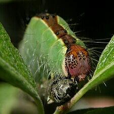 Acronicta superans