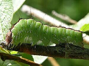 Acronicta superans