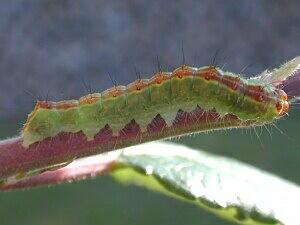 Acronicta superans