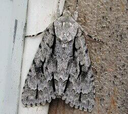 Acronicta hasta