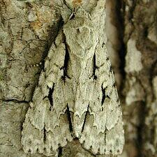 Acronicta hasta