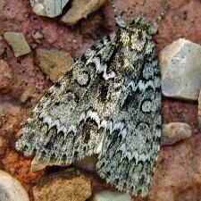 Acronicta fragilis