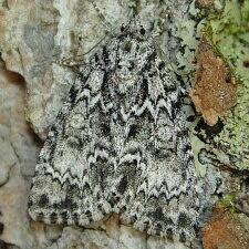 Acronicta fragilis