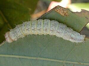 Acronicta modica