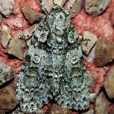 Acronicta tristis