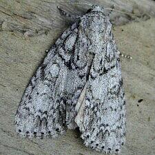 Acronicta retardata