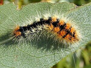 Acronicta impressa