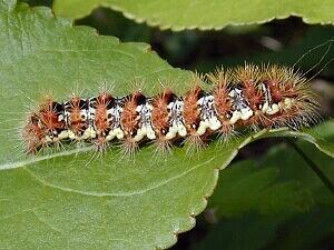 Acronicta oblinita