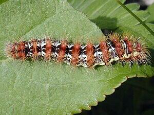 Acronicta oblinita