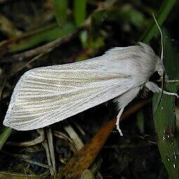 Acronicta insularis