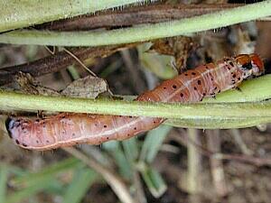 Papaipema leucostigma