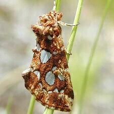 Callopistria cordata