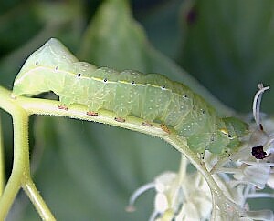 Amphipyra pyramidoides