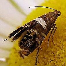 Glyphipterix circumscriptella