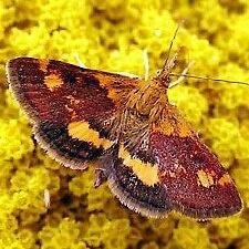 Pyrausta orphisalis