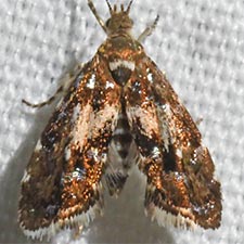 Neochoreutis epicharis