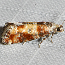 Rhyacionia sonia