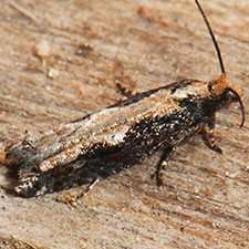 Epinotia columbia