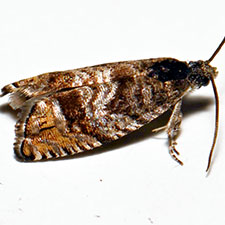 Pammene paula