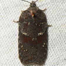 Acleris caliginosana