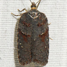 Acleris caliginosana