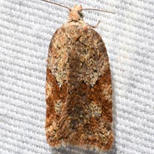 Acleris stadiana
