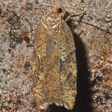 Acleris stadiana