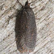 Acleris oxycoccana