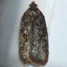 Acleris oxycoccana