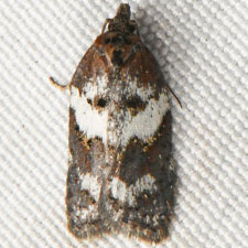 Acleris arcticana