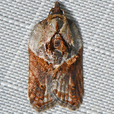 Acleris inana of authors