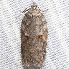 Acleris hudsoniana