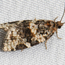 Argyrotaenia occultana