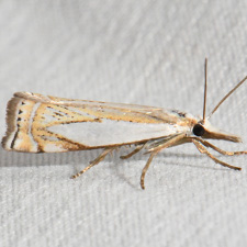 Crambus lyonsellus