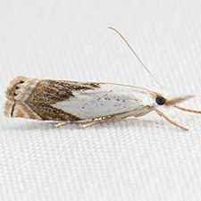 Crambus albellus